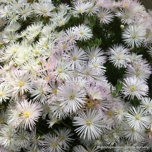 Pigface White x 1 Succulents Groundcover Plants Flowering Hanging Baskets Rockery Pots Hardy Drought Frost Tough Evergreen Mesembryanthemum crystallinum